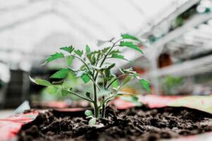 How To Plant Tomatoes In Grow Bags