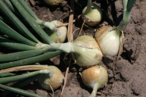 How To Plant Walla Walla Onions
