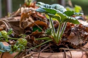 How To Revive Wilted Strawberry Plants