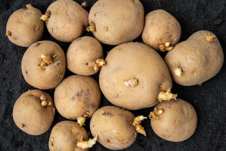 How To Store Potato Seeds