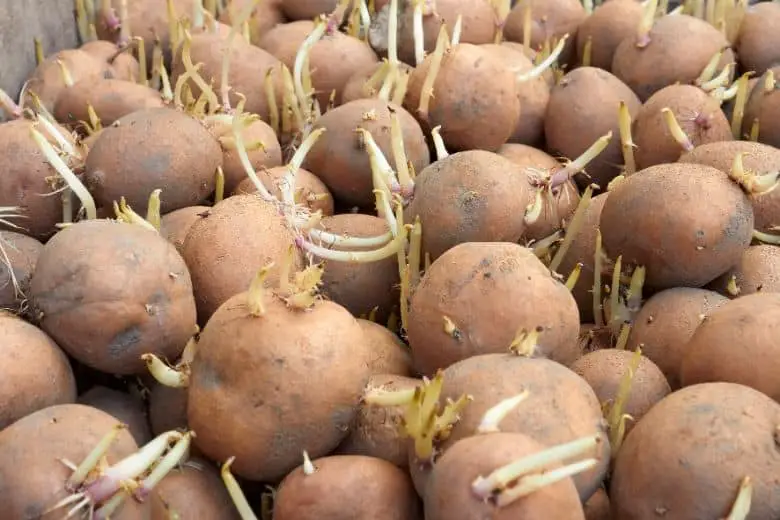 How To Store Seed Potatoes Until Planting