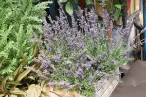 How To Tell If Lavender Needs Water