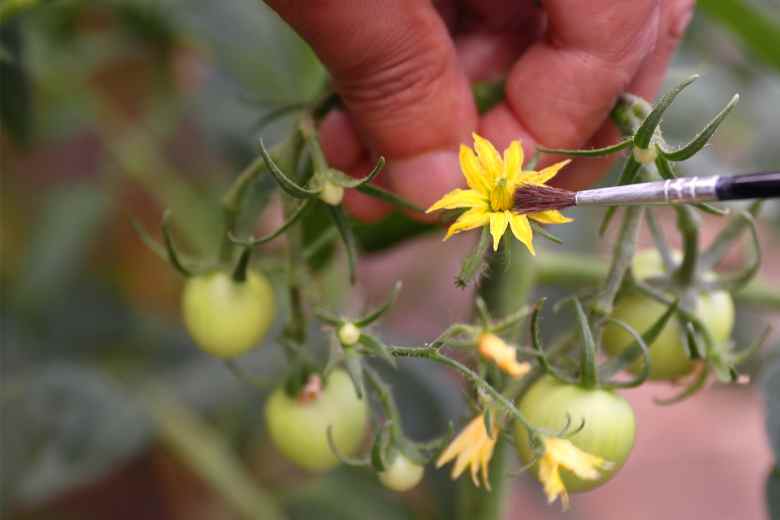 How To Tell If Tomato Flower Is Pollinated