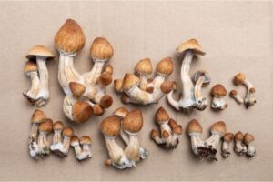 How to Grow Azurescens Mushroom Indoors- A Comprehensive Guide