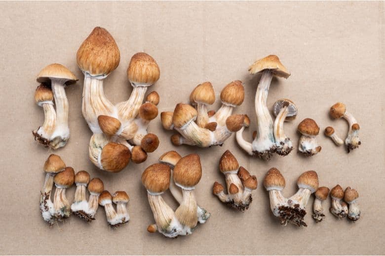 How to Grow Azurescens Mushroom Indoors