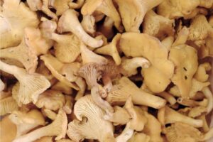 How to Grow Chanterelle Mushrooms