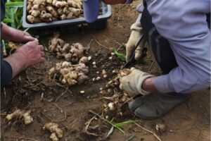 How to Grow Ginger in Cold Climates-Conquering the Cold