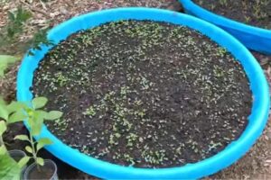 How to Plant Tomatoes In A Kiddie Pool