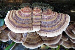 Is Turkey Tail Mushroom Psychedelic