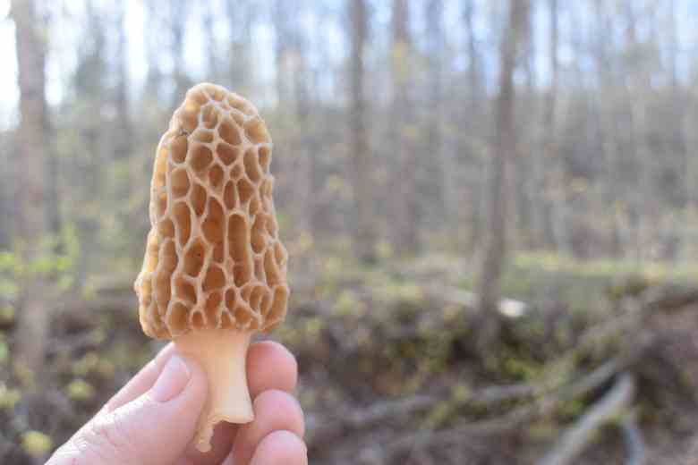 Missouri Mushroom Hunting Guide