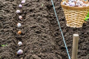 Planting Garlic In Iowa-A Comprehensive Guide