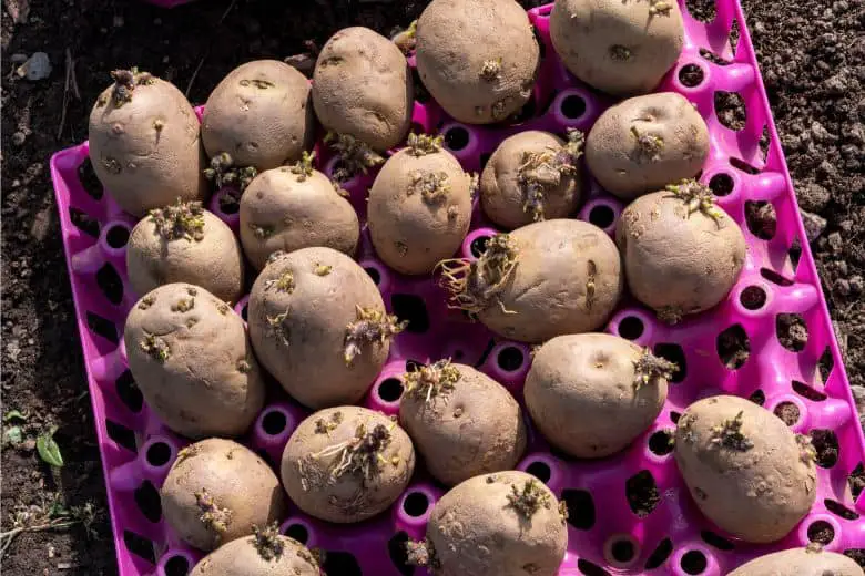 Selecting the Right Potato Seeds