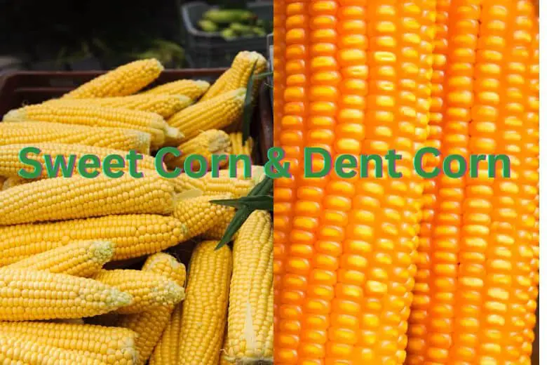 Sweet corn and dent corn