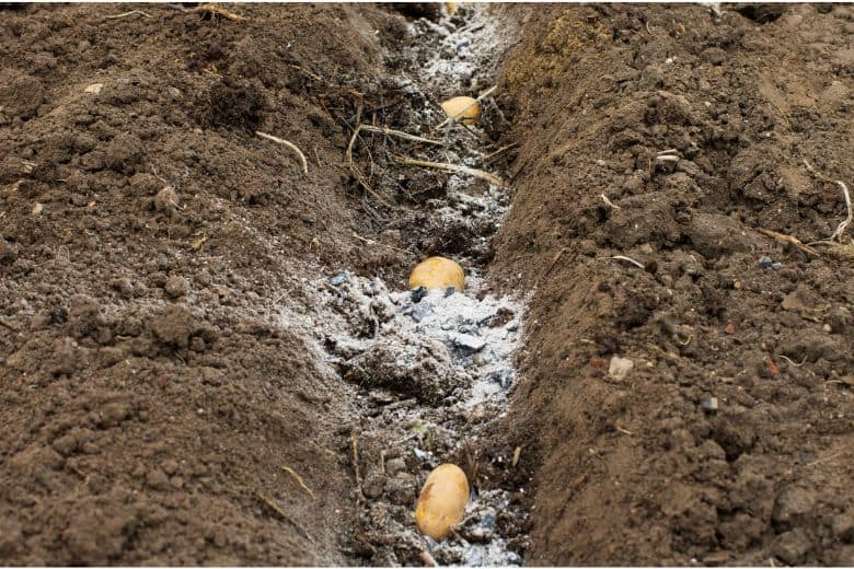 What Is The Best Fertilizer For Potatoes