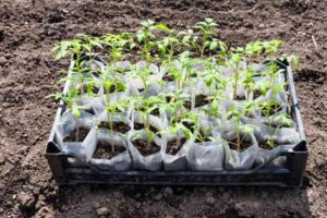 What Size Grow Bag For Indeterminate Tomatoes