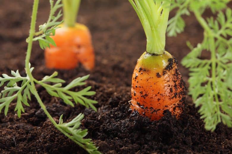 When To Plant Carrots In Arizona
