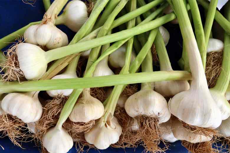 When To Plant Garlic In Iowa