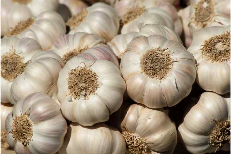 When To Plant Garlic In Nebraska