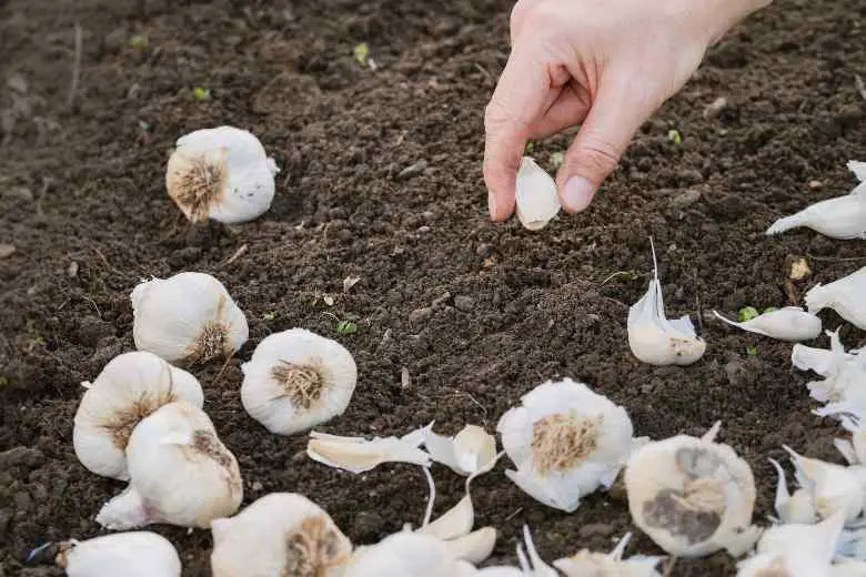 When To Plant Garlic Minnesota