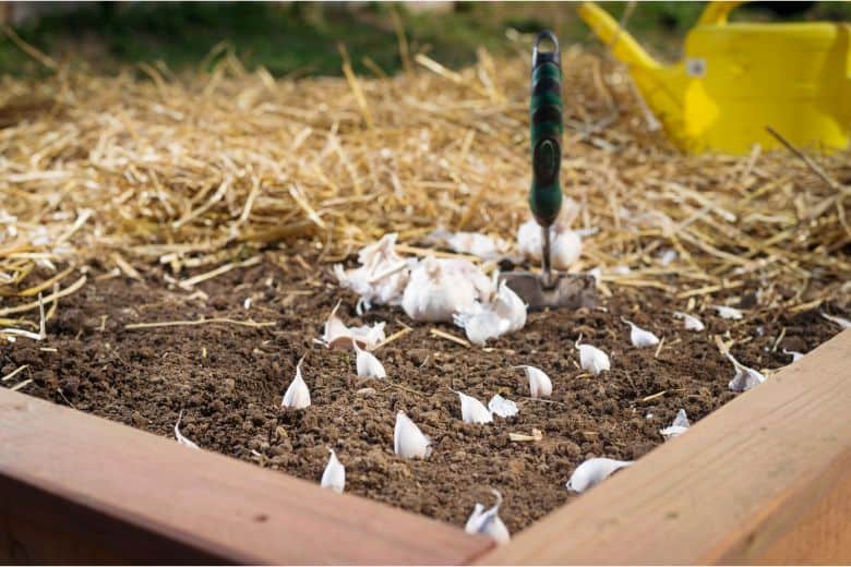 When To Plant Garlic New Hampshire