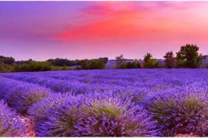 When To Plant Lavender In Nc