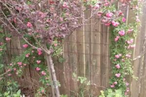 When To Plant Peggy Martin Rose-Find the Perfect Season