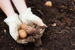 When to Plant Potatoes in Oklahoma: The Ultimate Guide