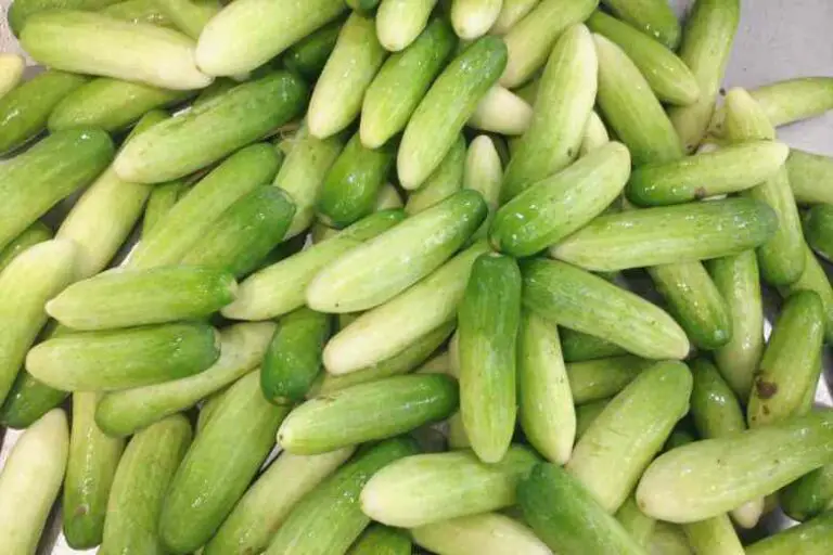 Why Are My Cucumbers White