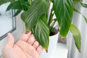 Why Are My Peace Lily Leaves Turning Brown