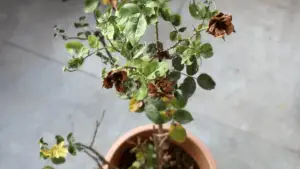 Why Are My Rose Leaves Curling? Root Causes and Easy Fixes