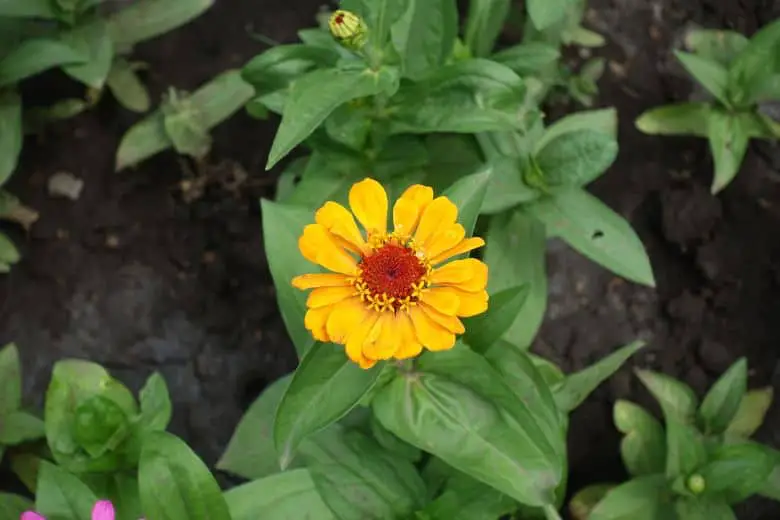 Why Are My Zinnia Flowers So Small