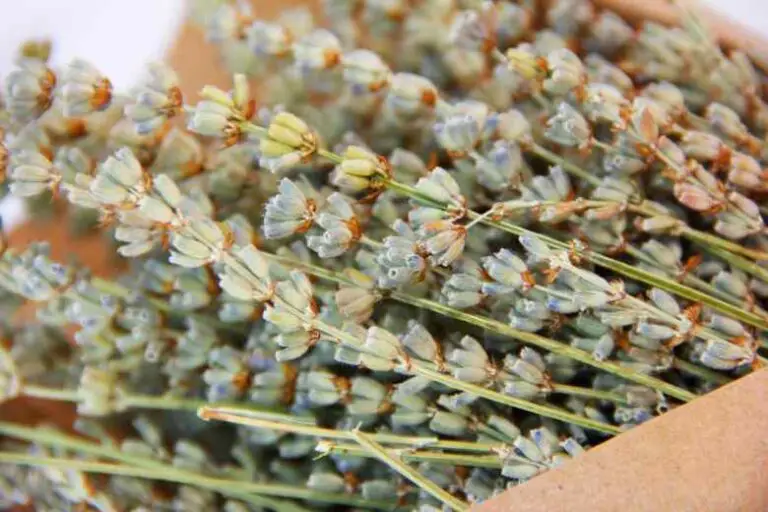 Why Is My Lavender Turning Yellow