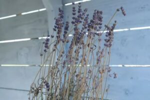 Why Is My Lavender Wilting- Cause and Solution