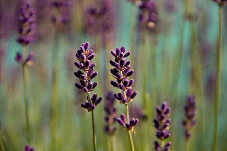 Will Lavender Grow In Florida