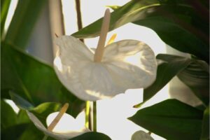 Will My Peace Lily Turn White Again-Reviving Your Peace Lily
