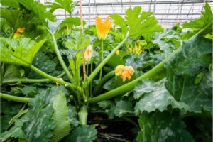 Zucchini Production with Tomato Cages