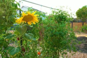 Can I Plant Sunflowers Next to Raspberries- Co-Planting Guide