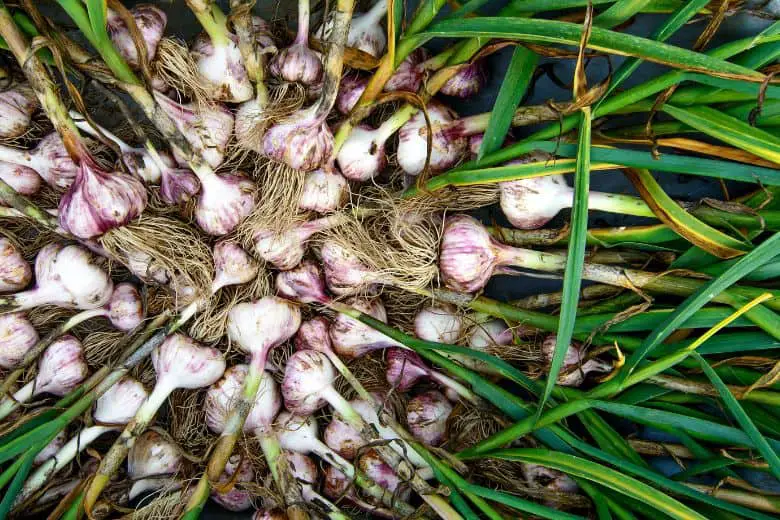 garlic varity