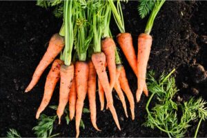 How to Grow Carrots in Michigan-Explore The Process