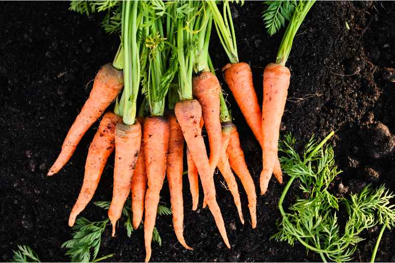how to grow carrot in Michigan