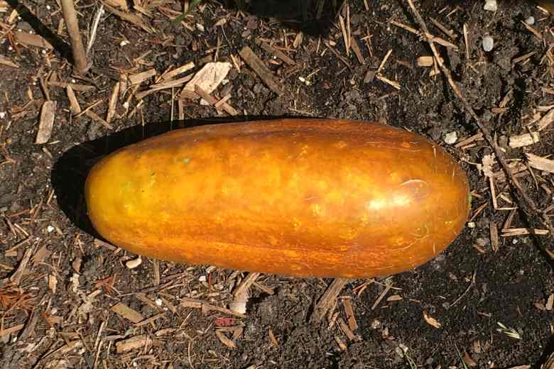 Are Orange Cucumbers Safe To Eat