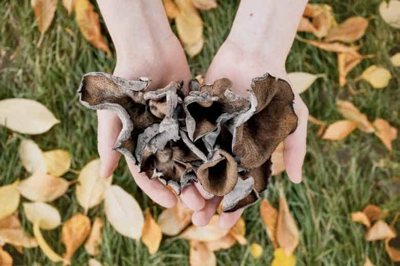 Missouri Mushroom Hunting Guide Unveiling - Black Trumpets Craterellus Fallax 
