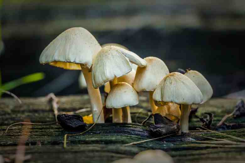 Can Mushroom Spores Survive In Space