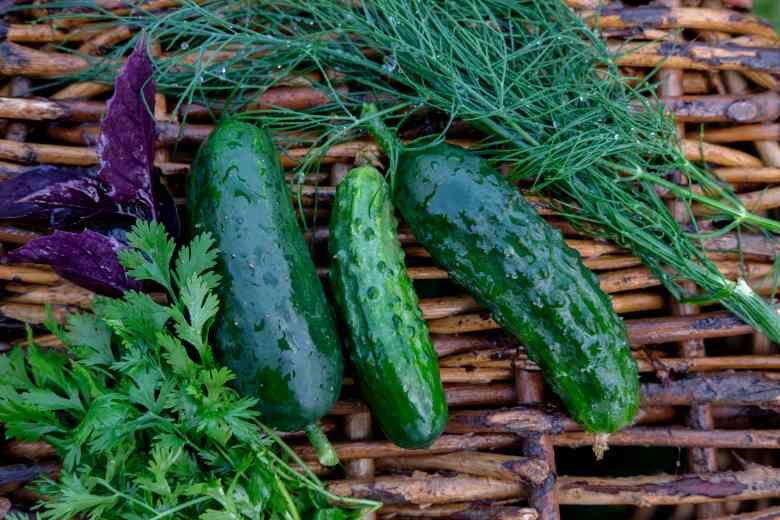 Can You Plant Cilantro With Cucumbers