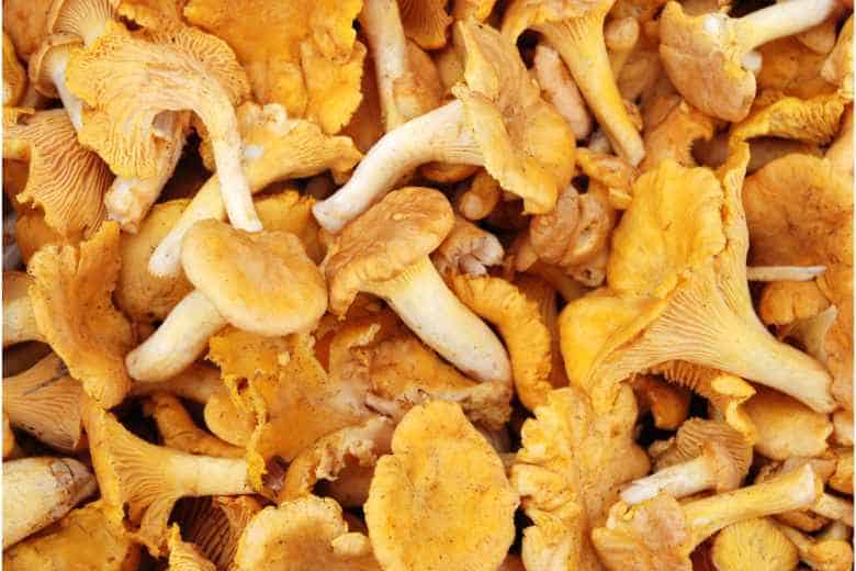 Missouri Mushroom Hunting Guide Unveiling - Chanterelles Cantharellus Cibarius 