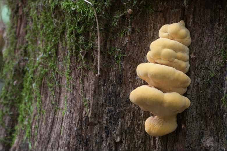 Missouri Mushroom Hunting Guide Unveiling - Chicken Of The Woods Laetiporus Sulphureus