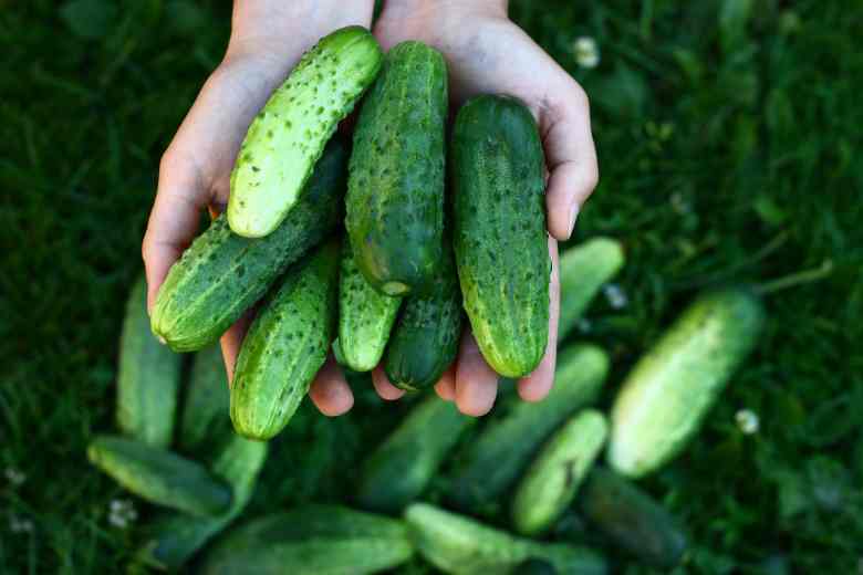 How Many Cucumbers In 500 Grams