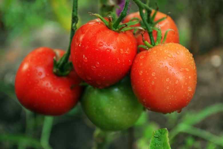How Many Tomato Plants Per 5 Gallon Bucket