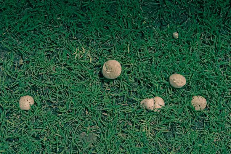 Missouri Mushroom Hunting Guide Unveiling - Meadow Mushroom Agaricus Campestris 