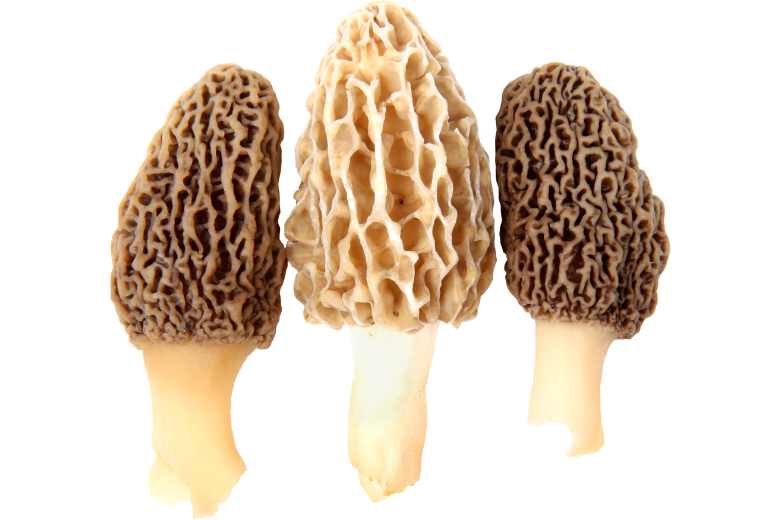 Missouri Mushroom Hunting Guide Unveiling - Morels Morchella Spp 
